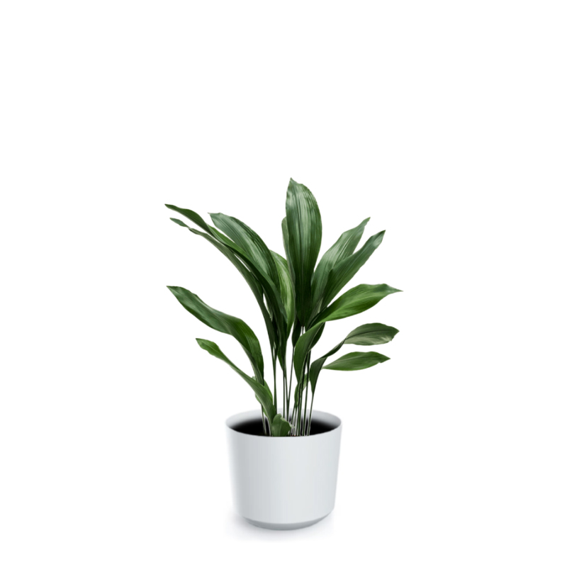 Aspidistra