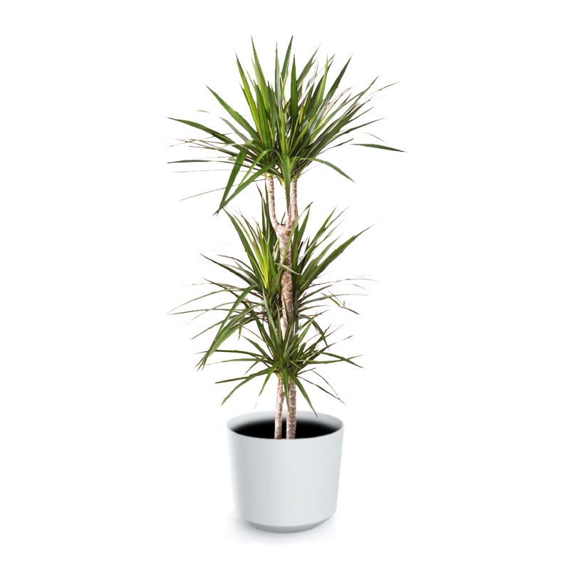 Dracena Marginata