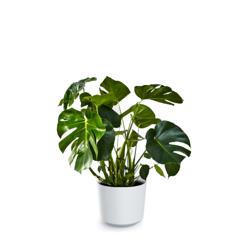 Monstera